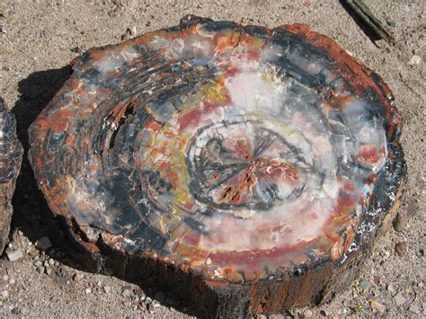 The Petrified Wood Curse: A Closer Look at its Alleged Effects
